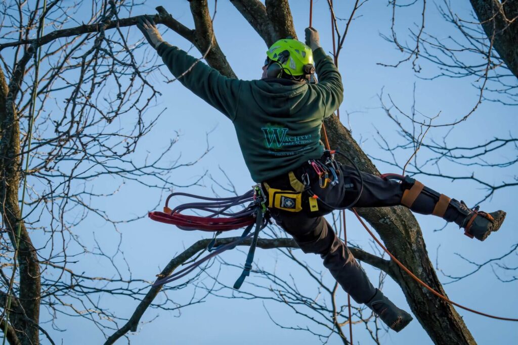 Tree Removal Hills District