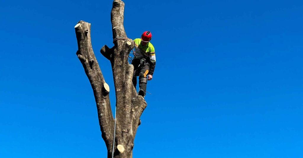 Arborist Sydney