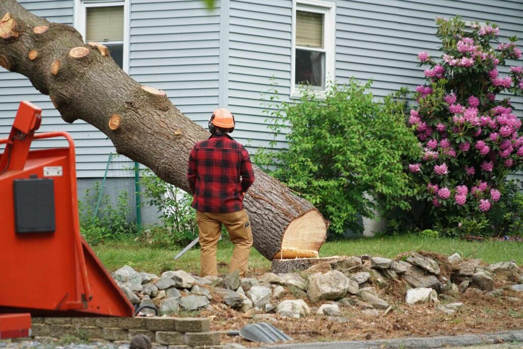 Tree Removal Hills District