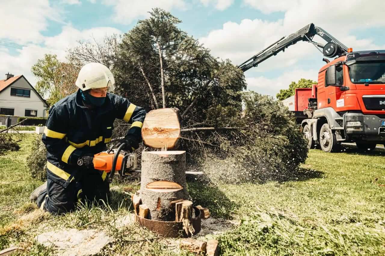 Tree Removal Hills District