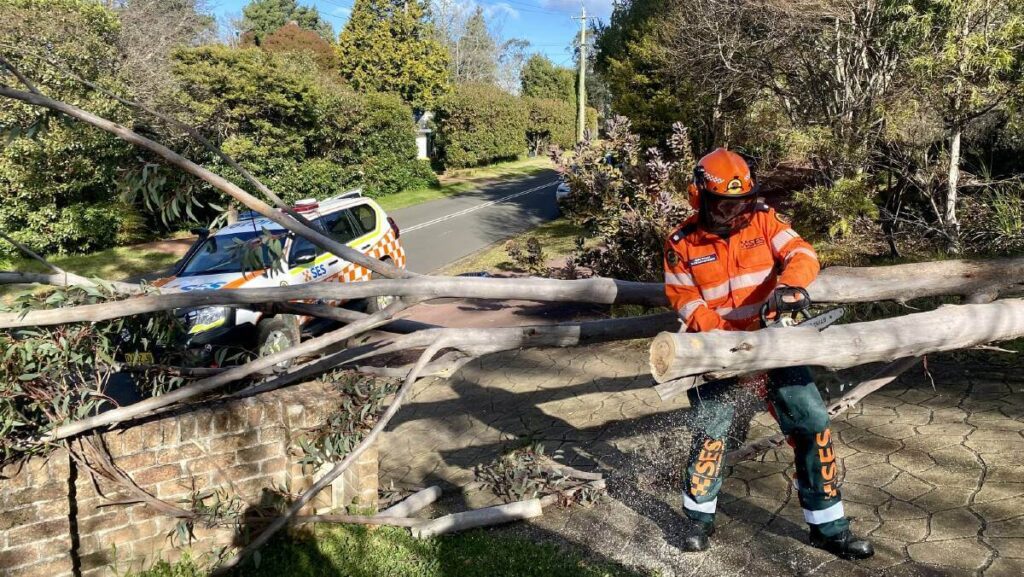 Arborist Sydney