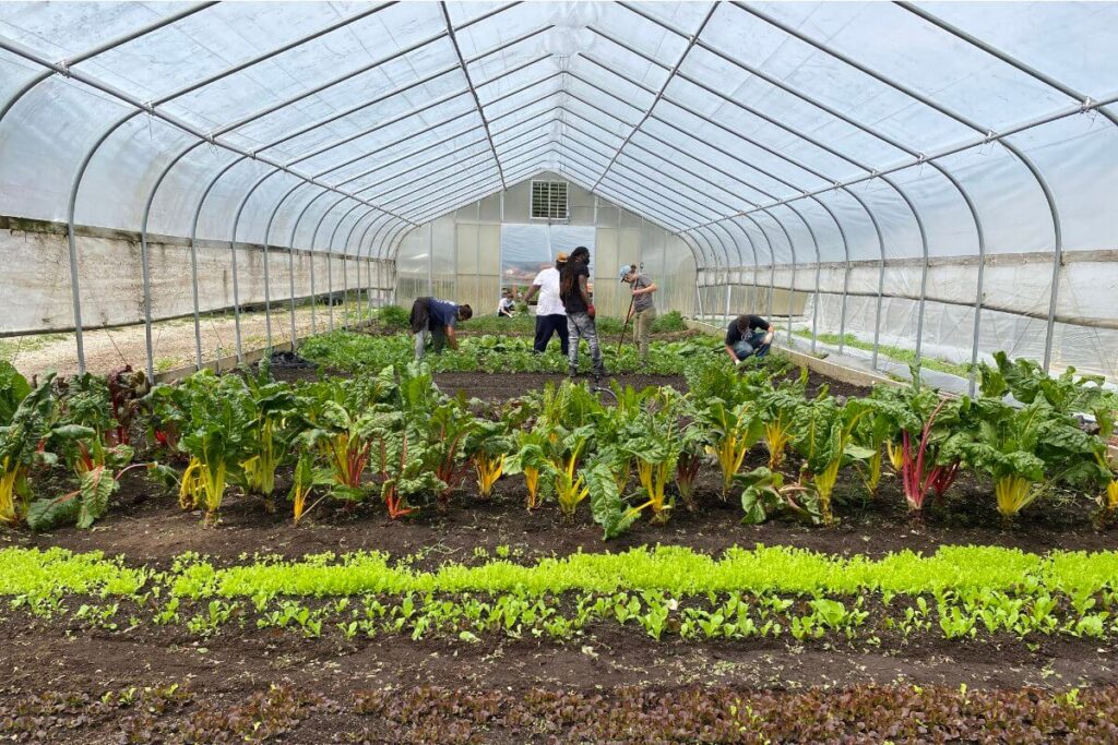 Urban Farming