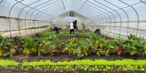 Urban Farming