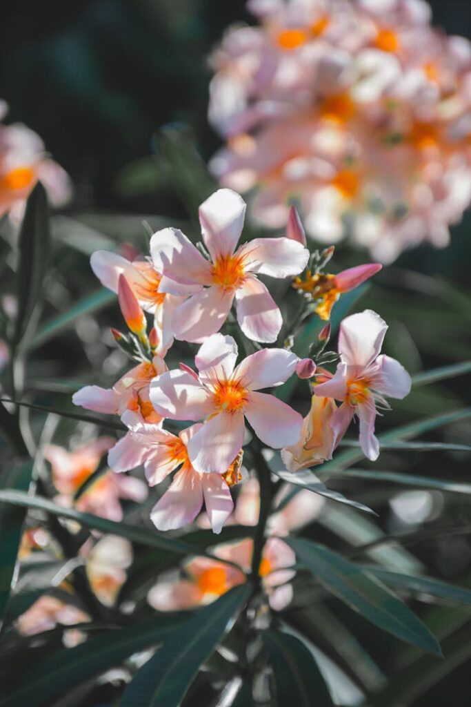 types of flower