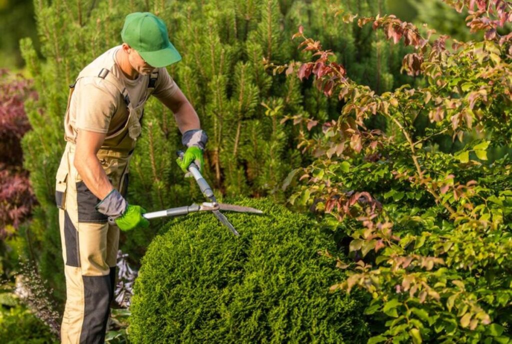 hedge trimming service