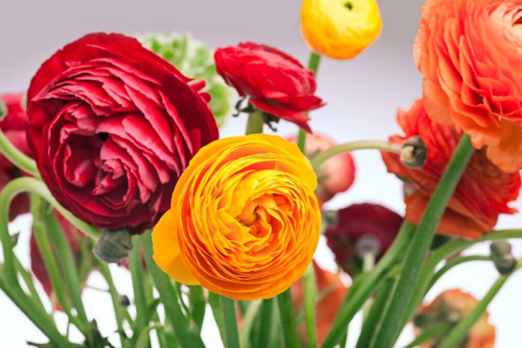 types of flower