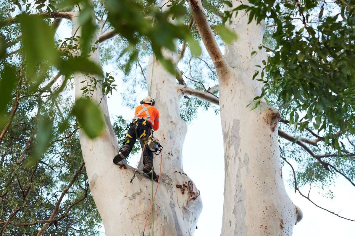 Arborist Hornsby