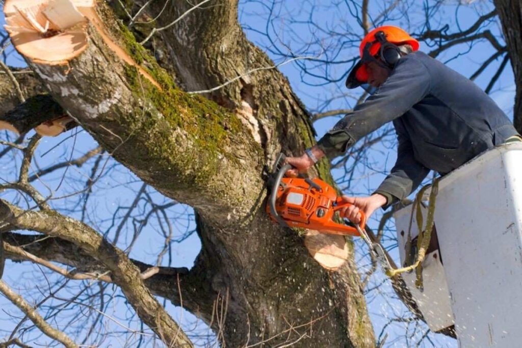 Tree Service North Shore