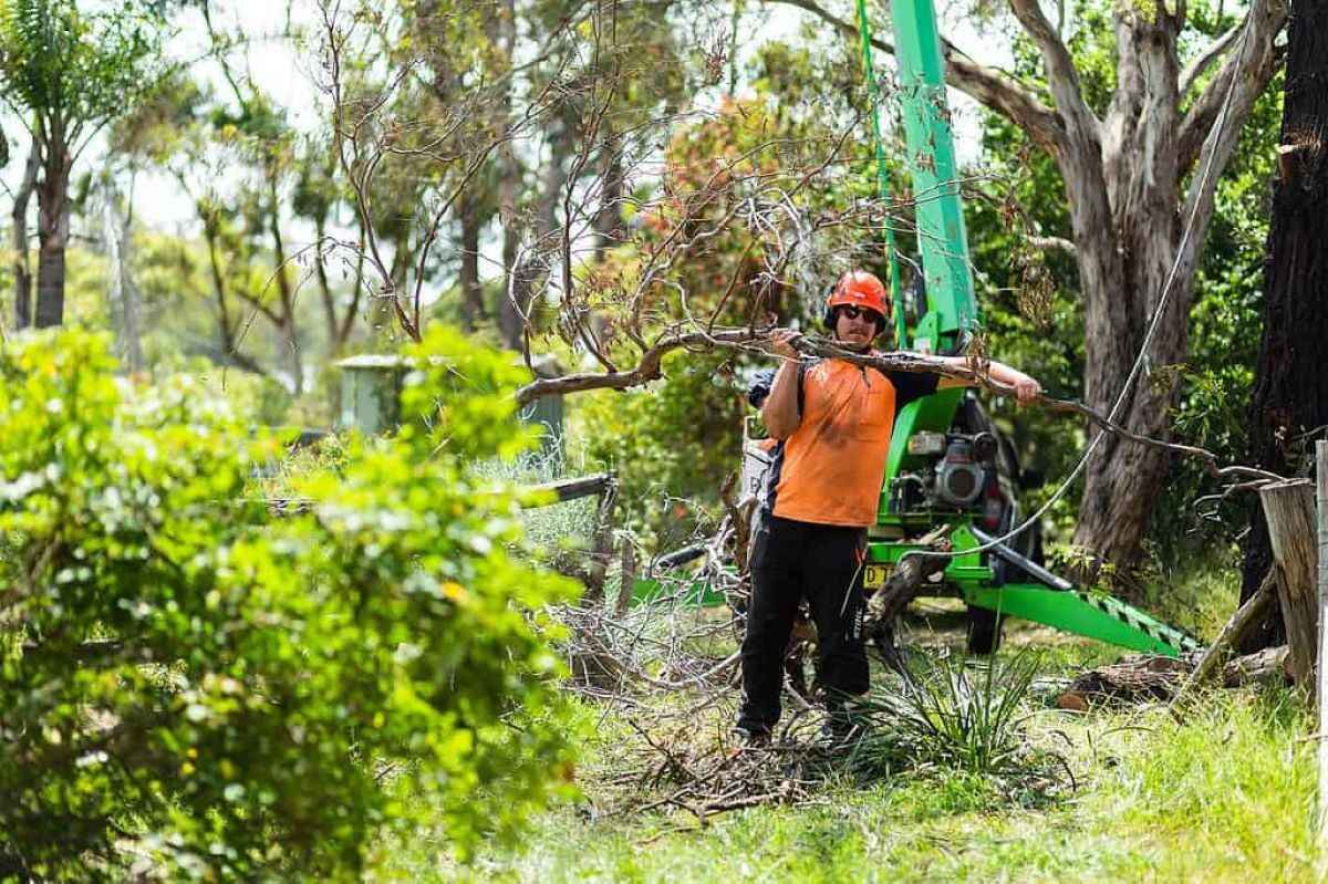 Tree Service North Shore